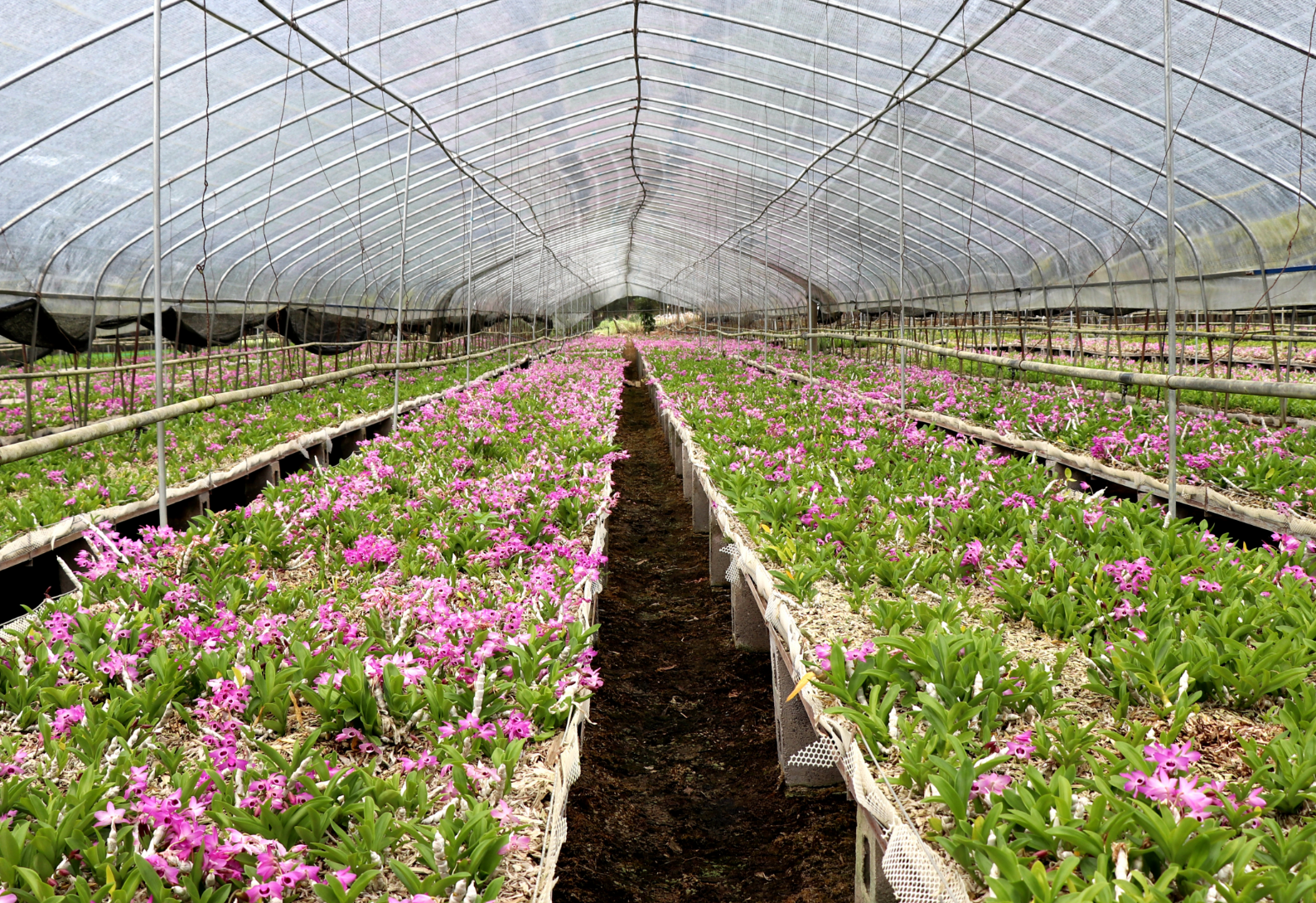 通绘就龙陵“三色”新画卷不朽情缘平台网站绿美交